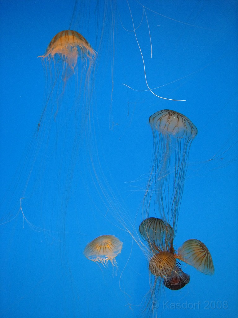 Baltimore MD 2009 0870.jpg - A 4th of July trip to Washington DC in 2009 included a stop in Baltimore MD to see the National Aquarium.